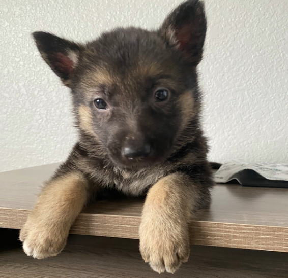 comprar cachorros sanos, baratos y asequibles para la venta